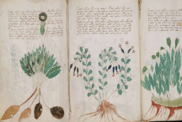 Voynich El Yazması Tarihin Çözemediği Kitap