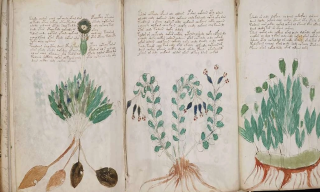 Voynich El Yazması Tarihin Çözemediği Kitap
