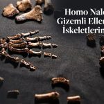 Tamamı Kadın Olan Homo Naledi İskeletlerin Keşif